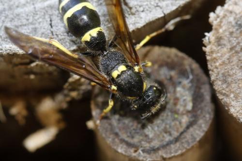 Réf. 358 713 : Symmorphus murarius